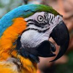 Head of OOWT Makaw, site network mascot