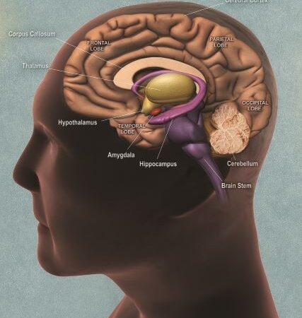 Keep your Brain Sharp with Three Rules – A 101 Year Old Doctor’s Routine 