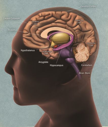 Illustrated side view of a brain.
